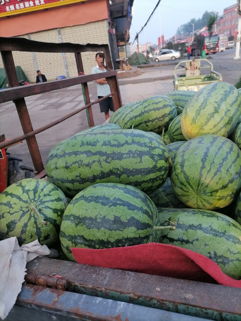 河南太康陆地西瓜，春光62大量上市