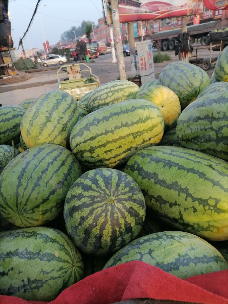 河南太康陆地西瓜，春光62大量上市