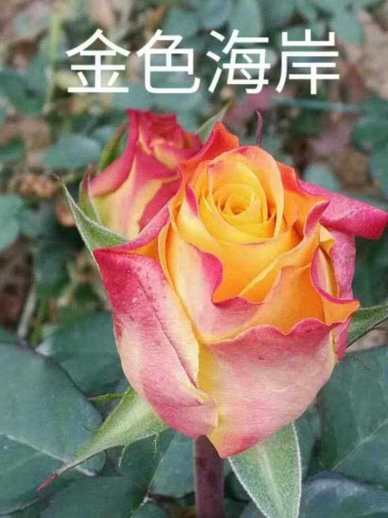 玫瑰苗大花四季开花云南基地发货16.8元十棵包邮发