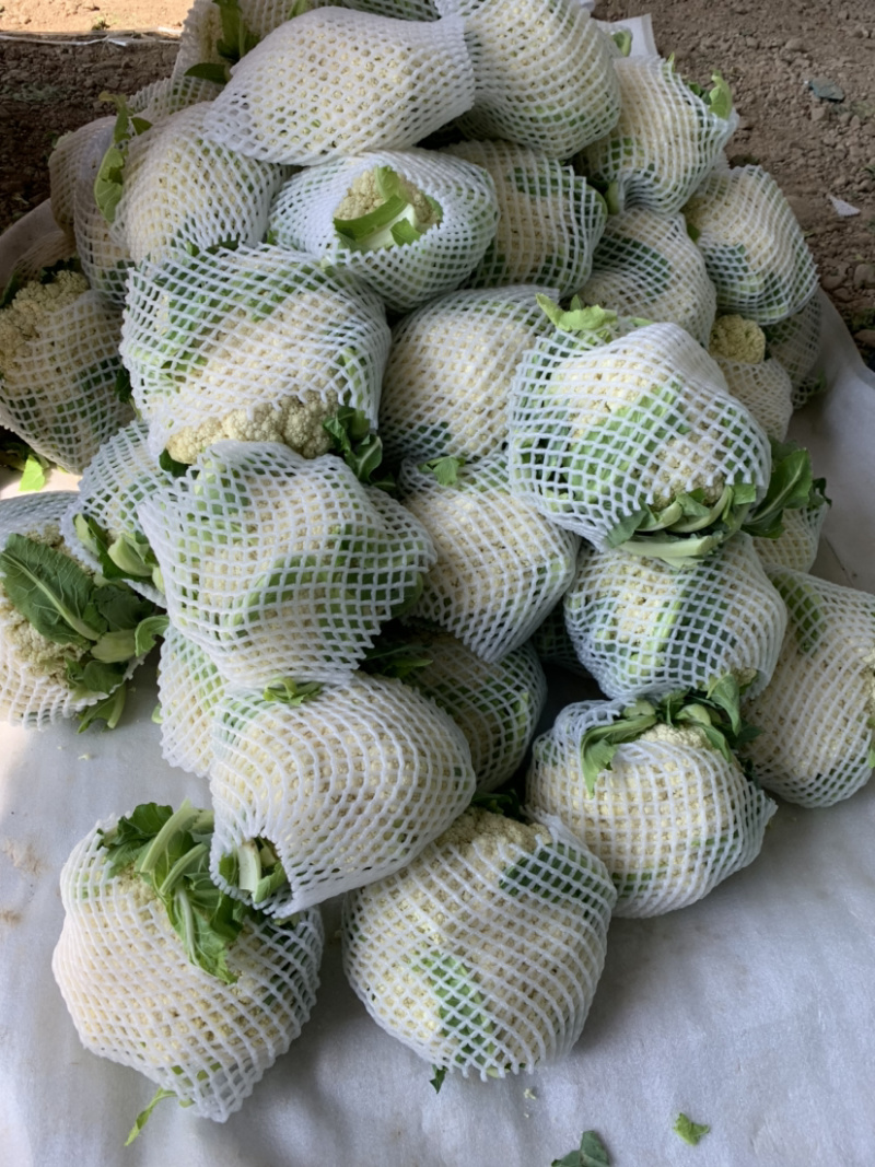 甘肃有机蔬菜、散花、定西散花大量批发、欢迎订购