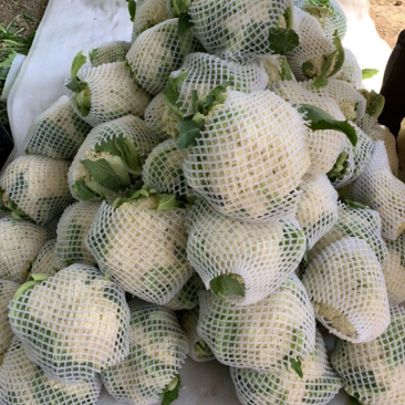 甘肃有机蔬菜、散花、定西散花大量批发、欢迎订购