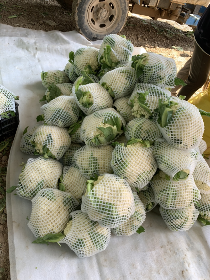 甘肃有机蔬菜、散花、定西散花大量批发、欢迎订购