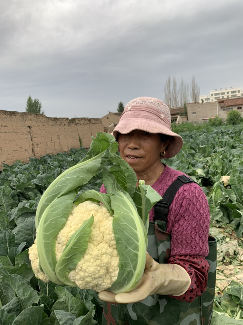 甘肃有机蔬菜、散花、定西散花大量批发、欢迎订购