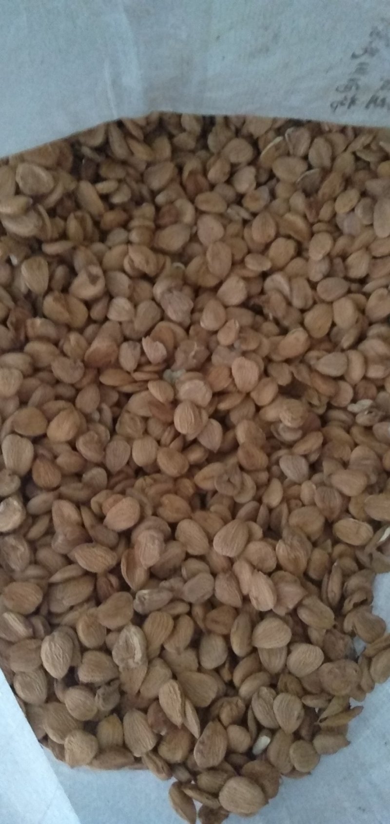 苦杏仁，货量有限，欢迎新老客户联系
