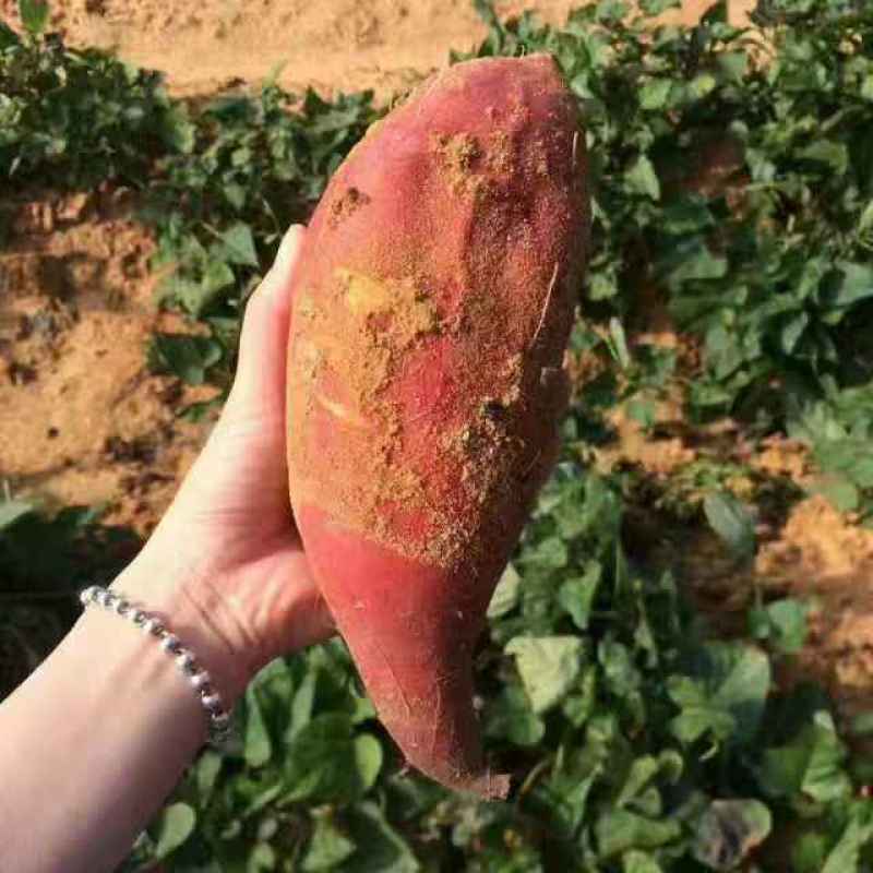 六鳌红蜜薯地瓜，西瓜红，整车发车，精品薯，商品薯