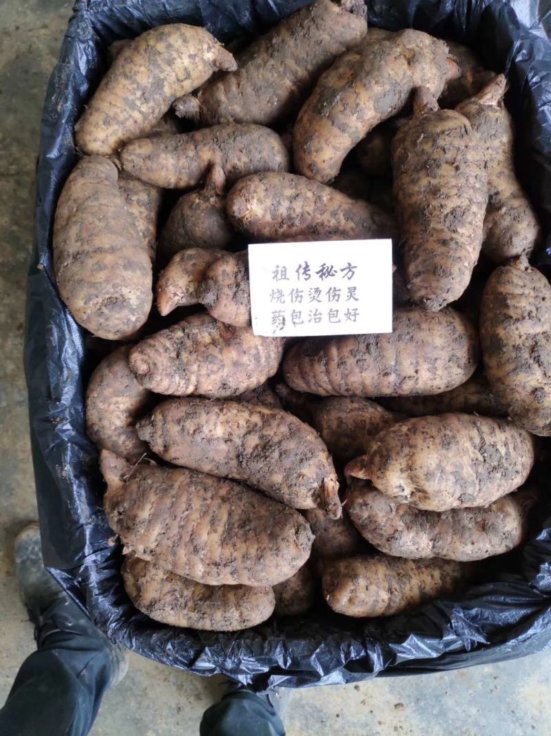 秦岭深山优质新鲜天麻经济实惠营养价值高《损坏包赔》批发价