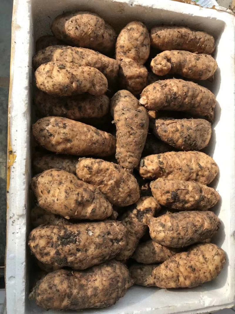 秦岭深山优质新鲜天麻经济实惠营养价值高《损坏包赔》批发价