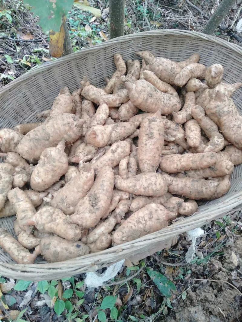 秦岭深山优质新鲜天麻经济实惠营养价值高《损坏包赔》批发价