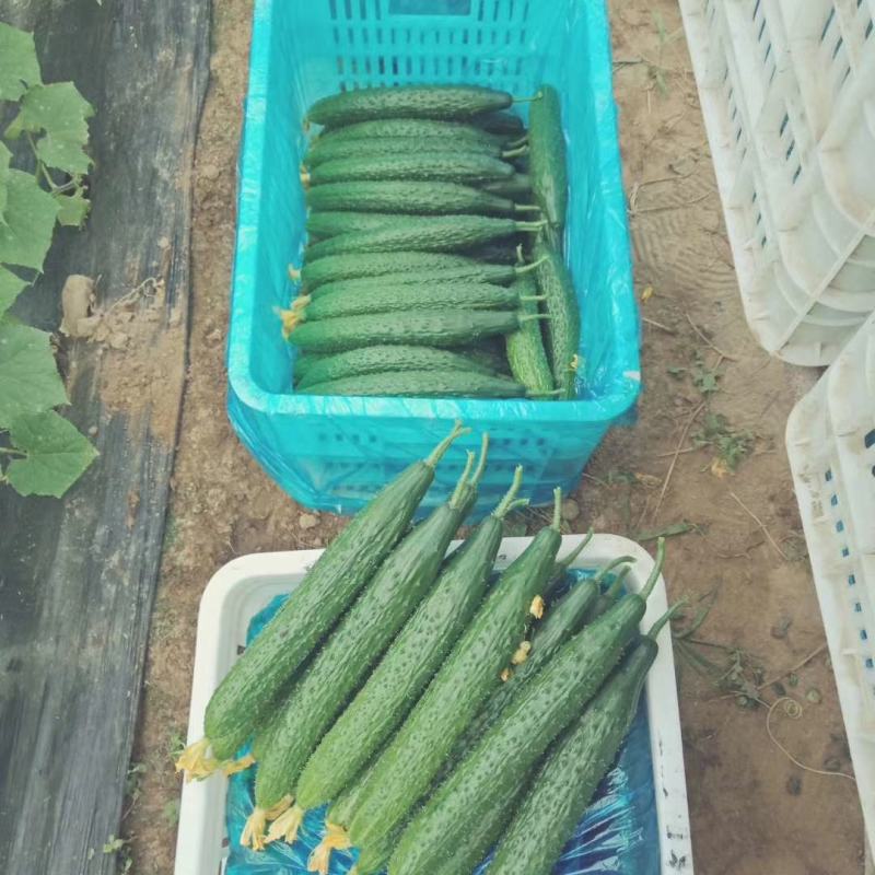 密刺黄瓜，常年种植，可合作，25公分以上鲜花带刺