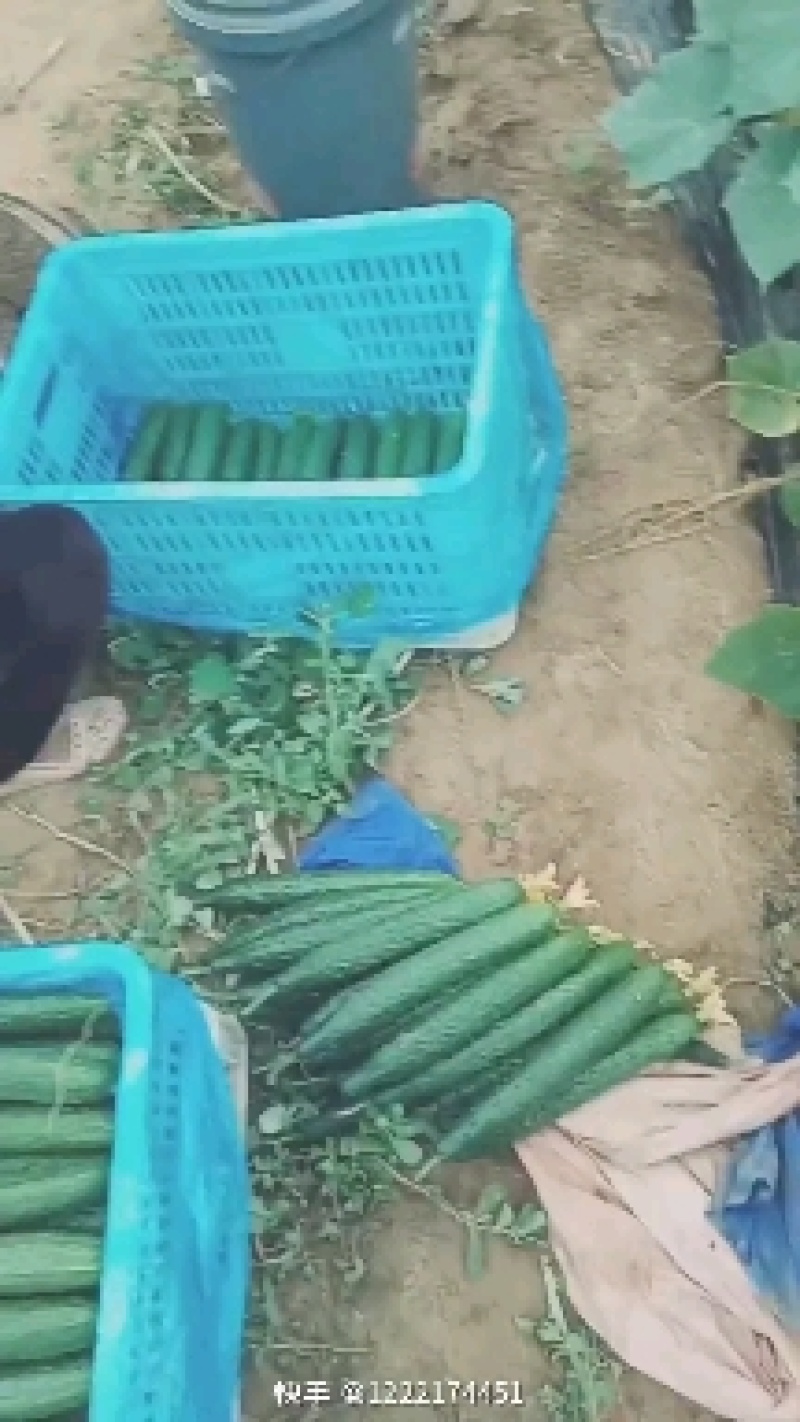 黄瓜，密刺黄瓜，量大价优，可长久合作，基地黄瓜，常年种植