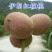 大穗垂玲，伊朗红，波尼，云南纸皮，清香，中林，辽核，85