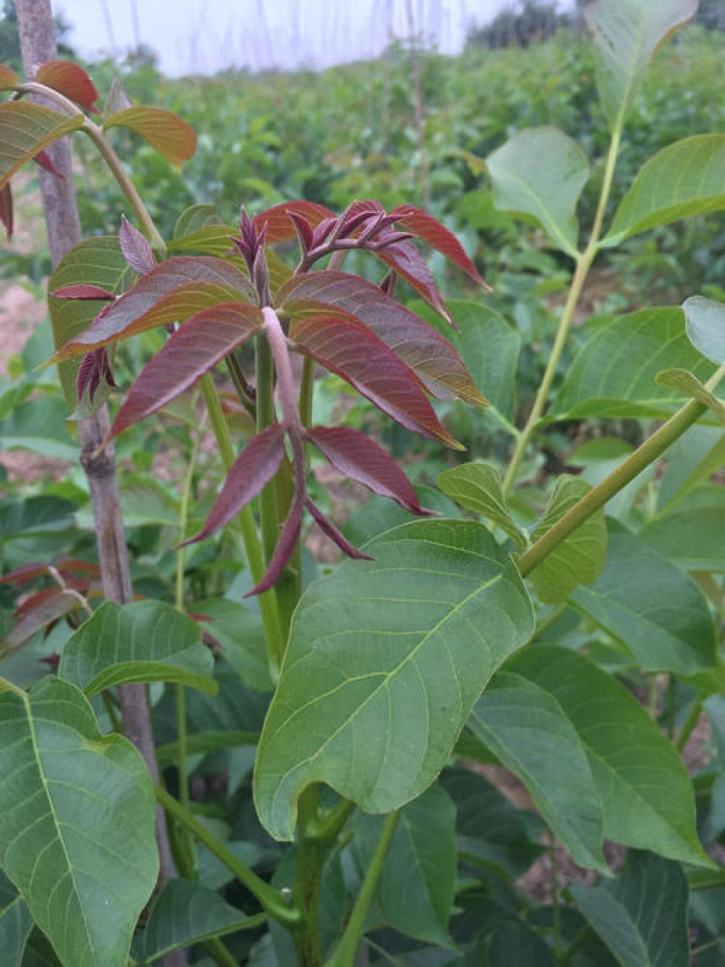 大穗垂玲，伊朗红，波尼，云南纸皮，清香，中林，辽核，85