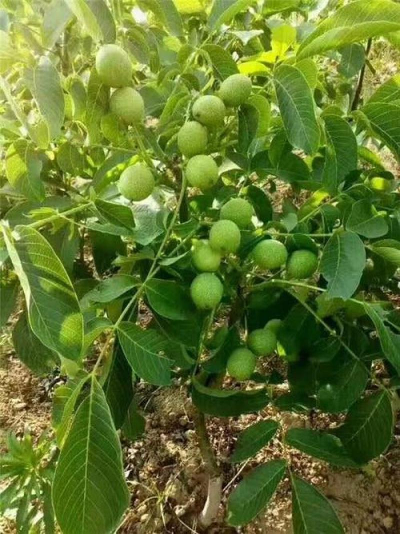 大穗垂玲，伊朗红，波尼，云南纸皮，清香，中林，辽核，85