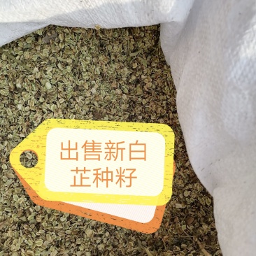 2020年新白芷种子，移栽培育高产白芷种籽