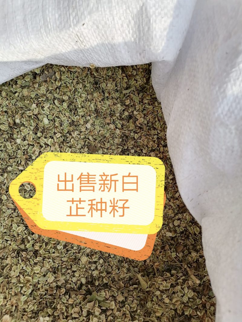 2020年新白芷种子，移栽培育高产白芷种籽