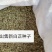 2020年新白芷种子，移栽培育高产白芷种籽