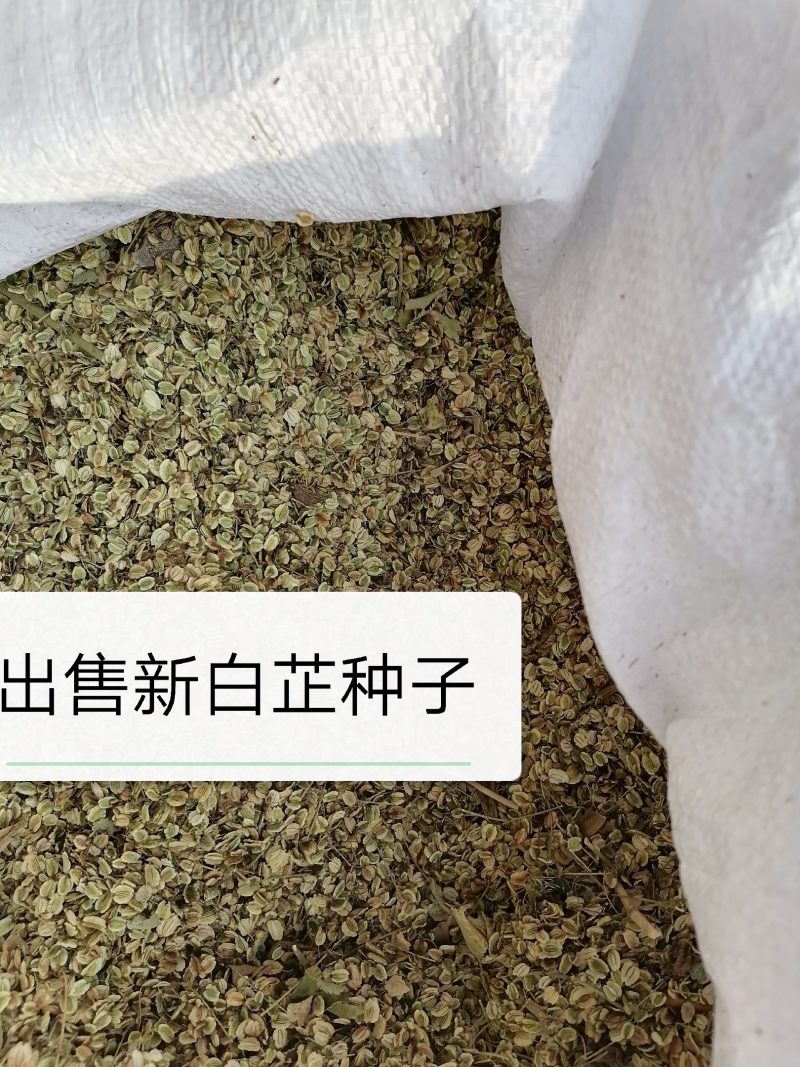 2020年新白芷种子，移栽培育高产白芷种籽