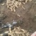 秦岭深山优质新鲜天麻经济实惠营养价值高《损坏包赔》批发价