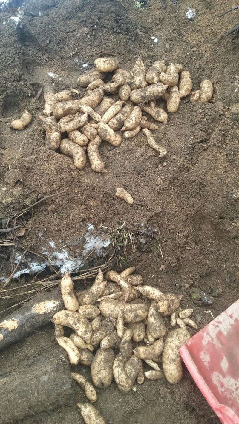 秦岭深山优质新鲜天麻经济实惠营养价值高《损坏包赔》批发价