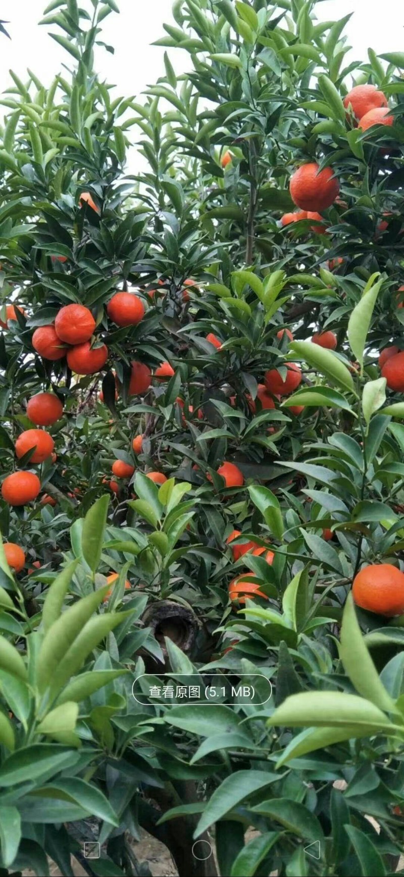 华美十四号，华美七号，由良，黄美人，红公主，无核沃柑，