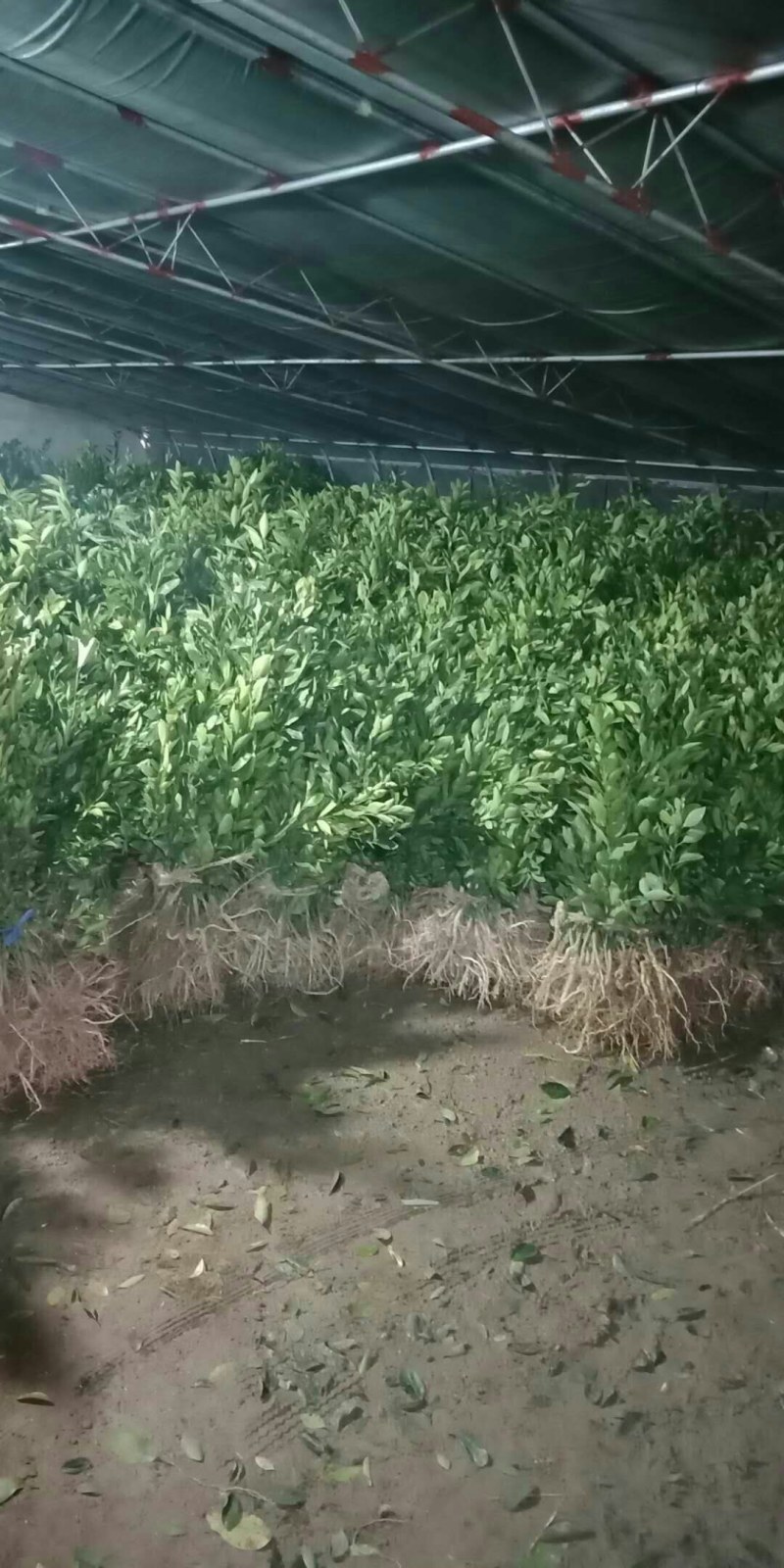 华美十四号，华美七号，由良，黄美人，红公主，无核沃柑，