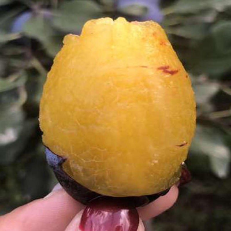 黄金西梅，美人醉，国峰17，大总统，蜂糖，恐龙蛋，三华李