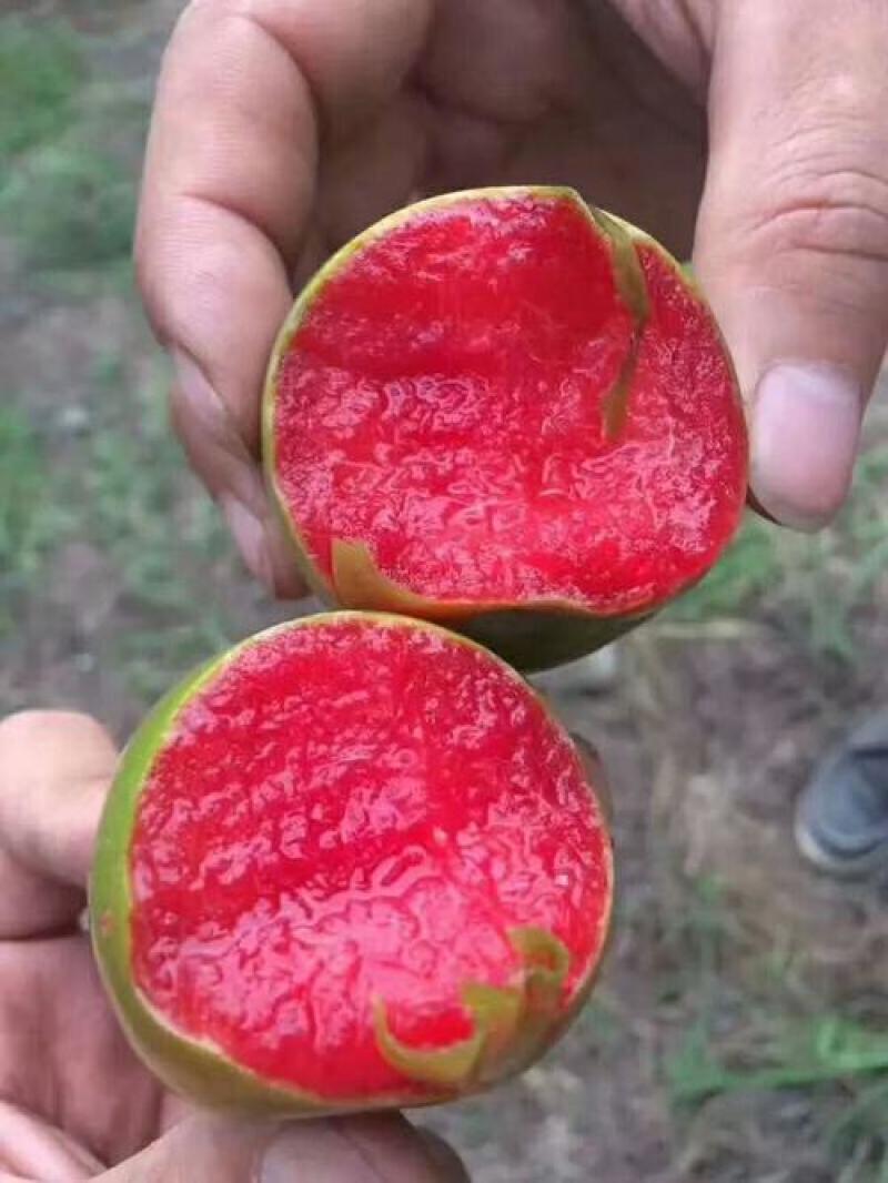 黄金西梅，美人醉，国峰17，大总统，蜂糖，恐龙蛋，三华李