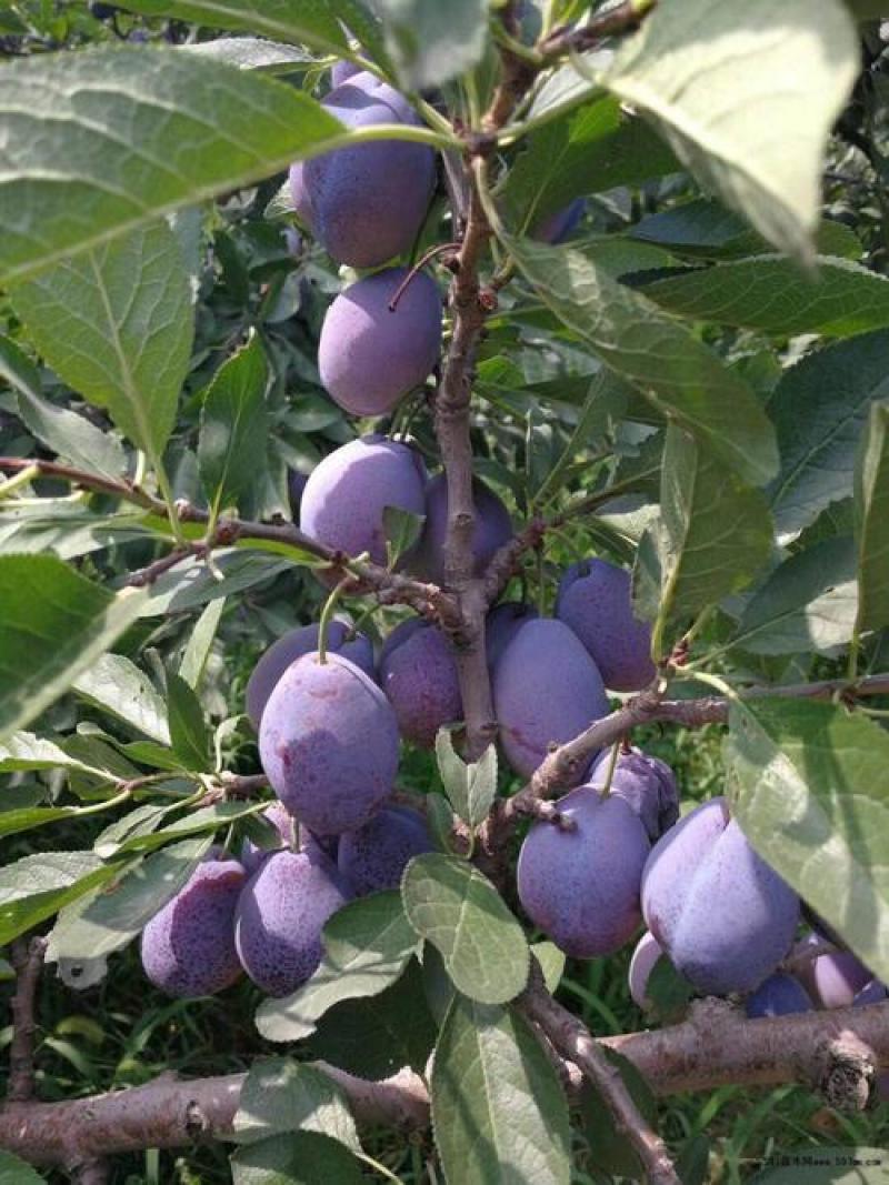 黄金西梅，美人醉，国峰17，大总统，蜂糖，恐龙蛋，三华李