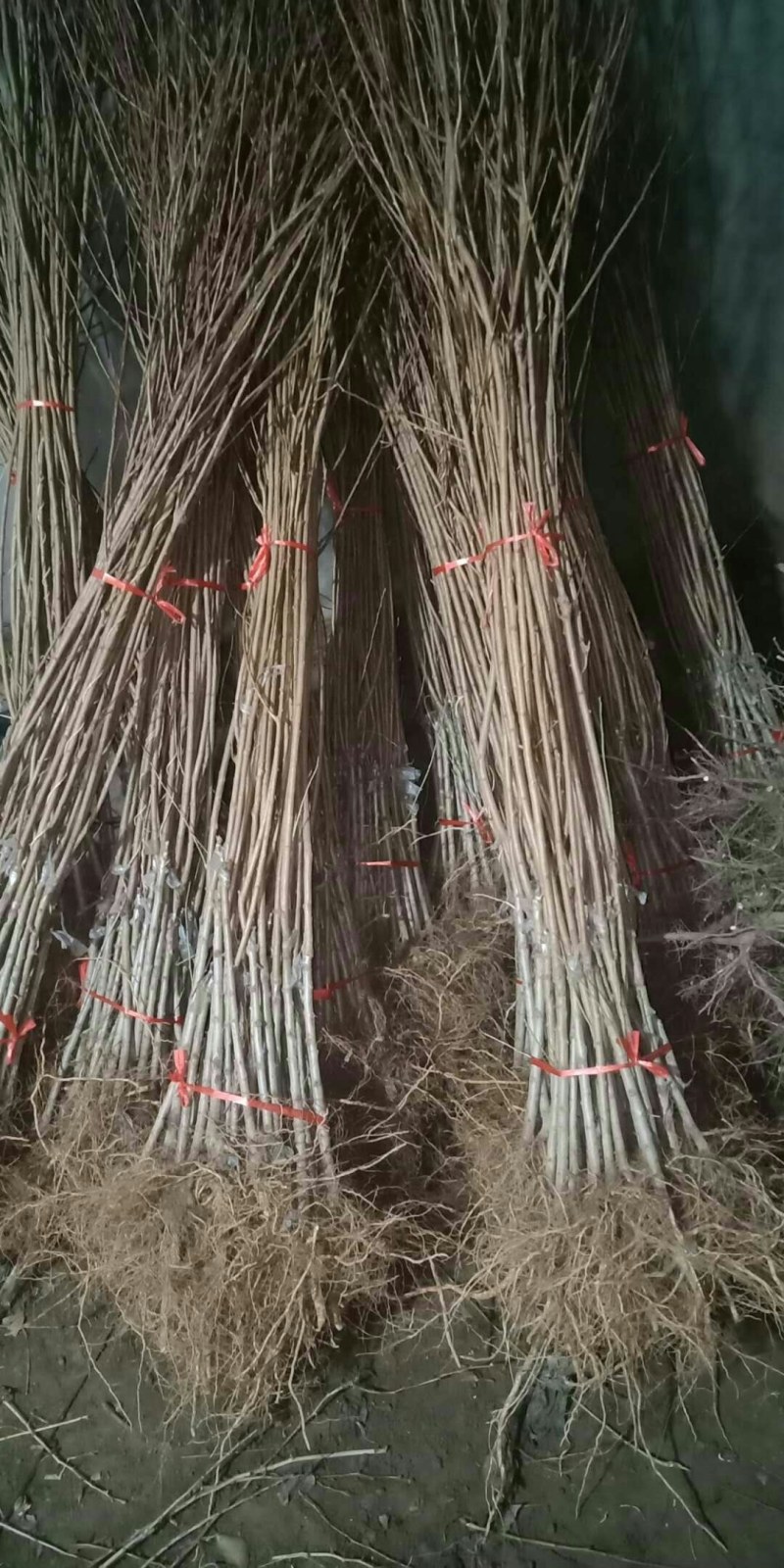 黄金西梅，美人醉，国峰17，大总统，蜂糖，恐龙蛋，三华李