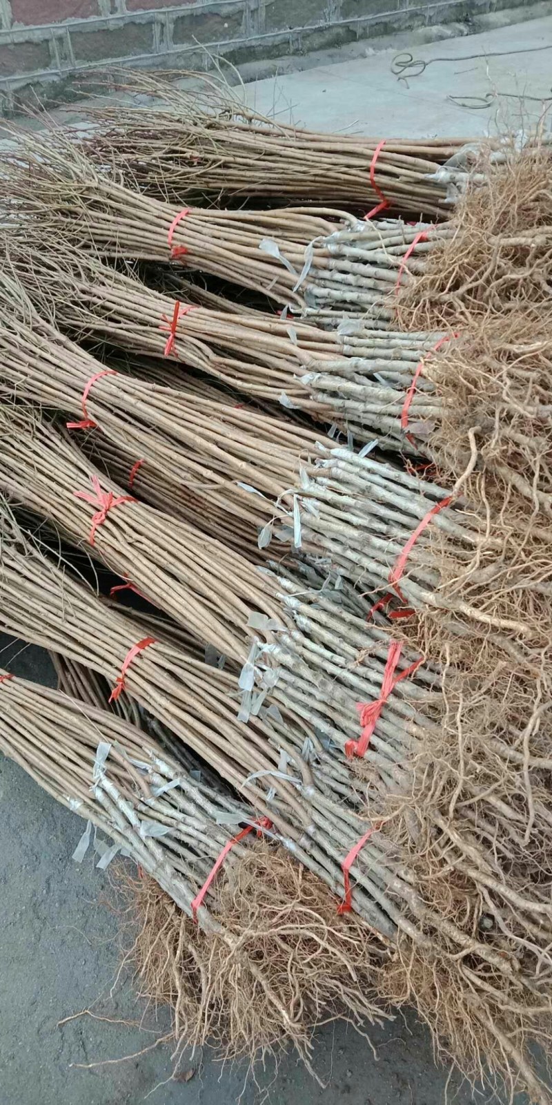 黄金西梅，美人醉，国峰17，大总统，蜂糖，恐龙蛋，三华李