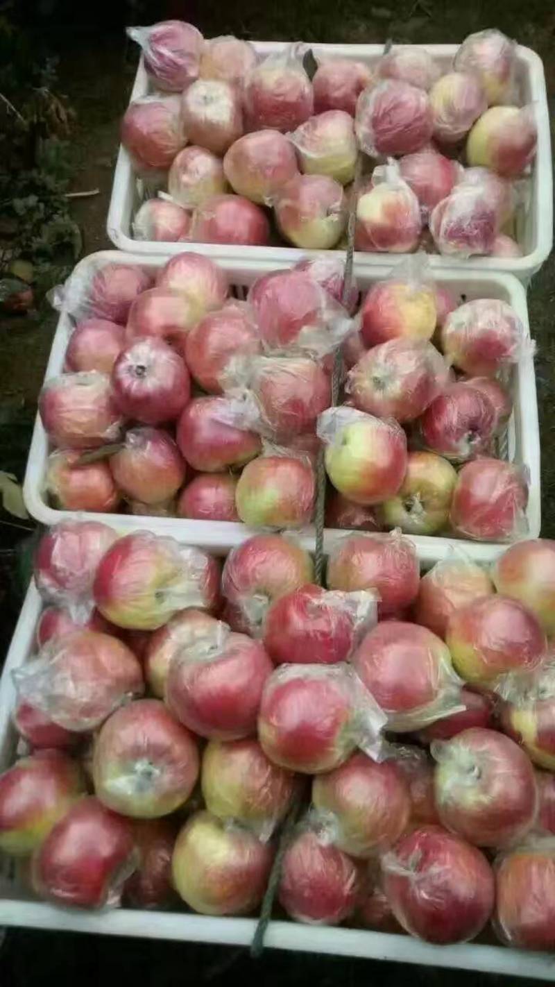 山东精品嘎啦苹果大量上市中全国接单现场看货果园现摘