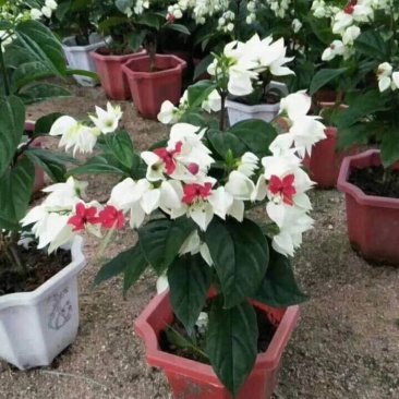 龙吐珠花盆栽龙吐珠花苗观花植物可视频看货