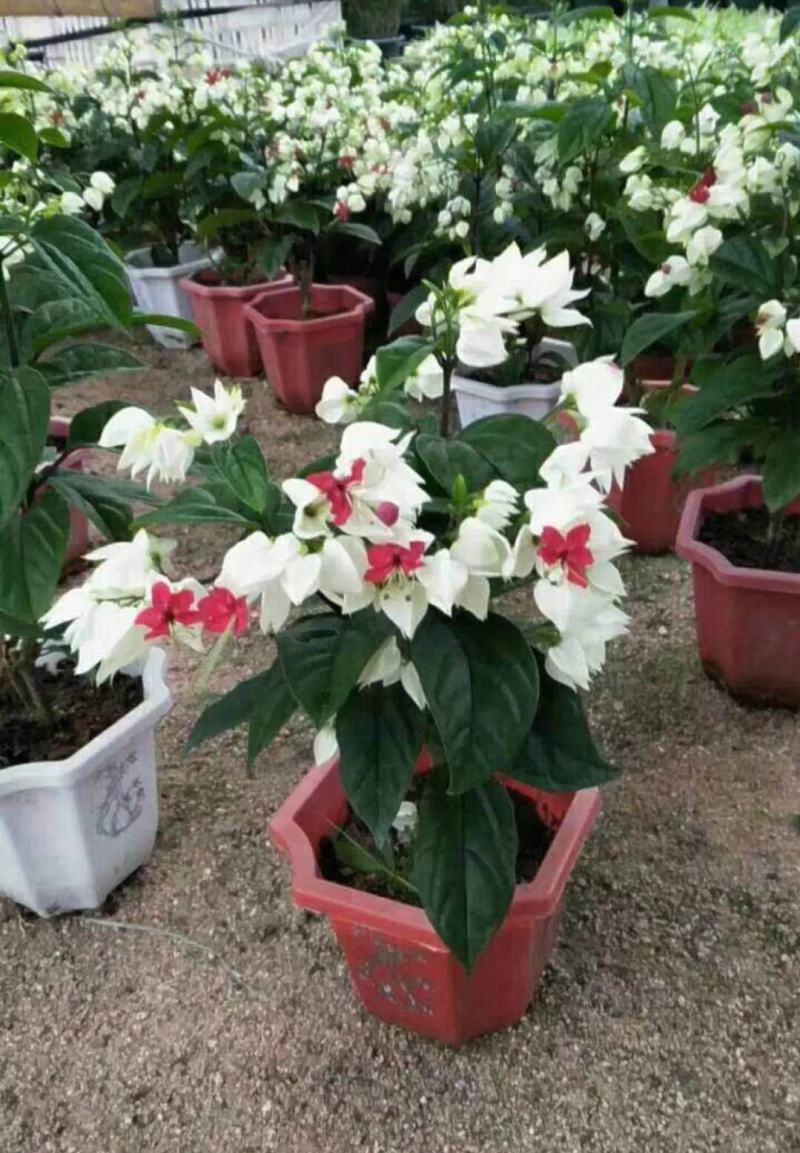 龙吐珠花盆栽龙吐珠花苗观花植物可视频看货