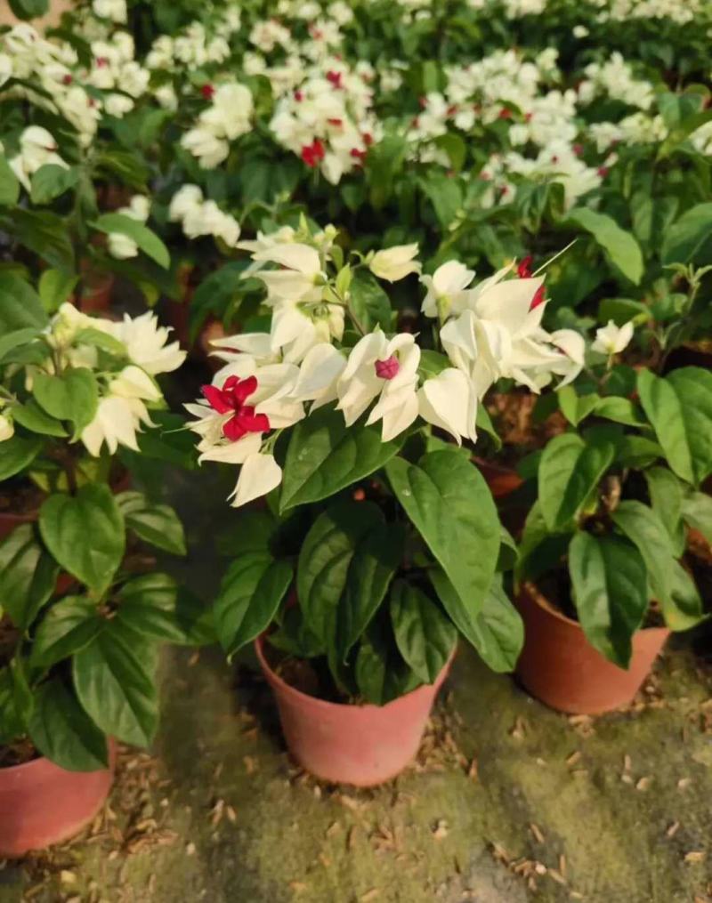 龙吐珠花盆栽龙吐珠花苗观花植物可视频看货
