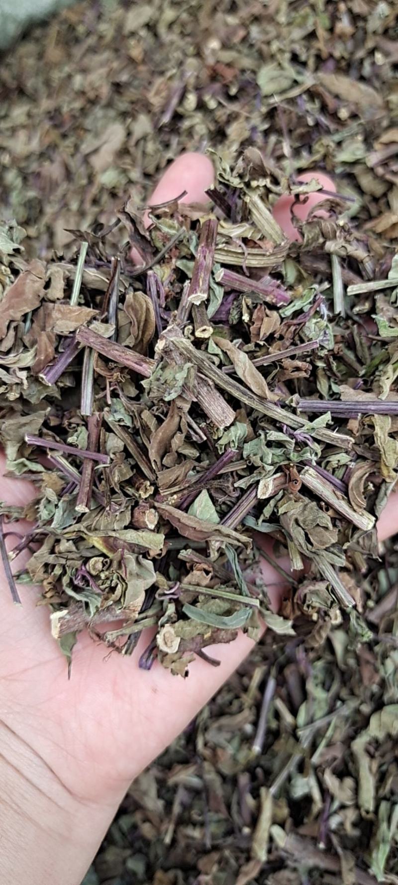 中药材猫须草肾茶2022新货无硫产地直销