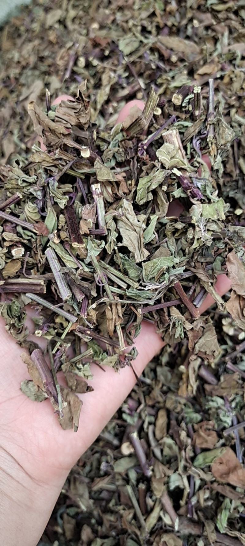 中药材猫须草肾茶2022新货无硫产地直销