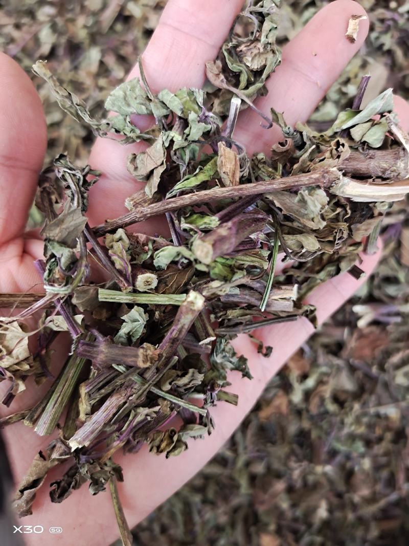 中药材猫须草肾茶2022新货无硫产地直销