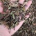 中药材猫须草肾茶2022新货无硫产地直销
