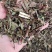中药材猫须草肾茶2022新货无硫产地直销