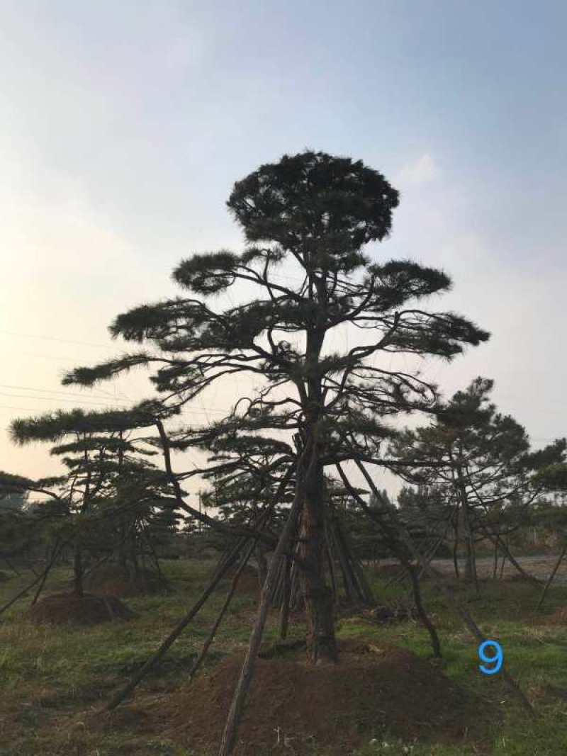 造型油松造型黑松造型松泰山松黑松盆景