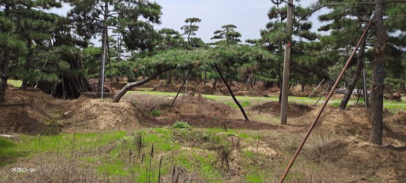 造型油松造型黑松造型松泰山松黑松盆景