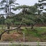 造型油松造型黑松造型松泰山松黑松盆景