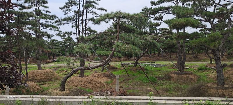 造型油松造型黑松造型松泰山松黑松盆景
