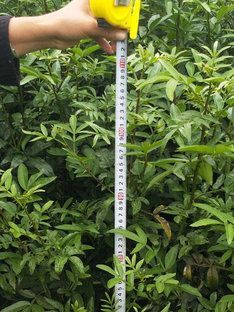 大红袍花椒苗，九月青。