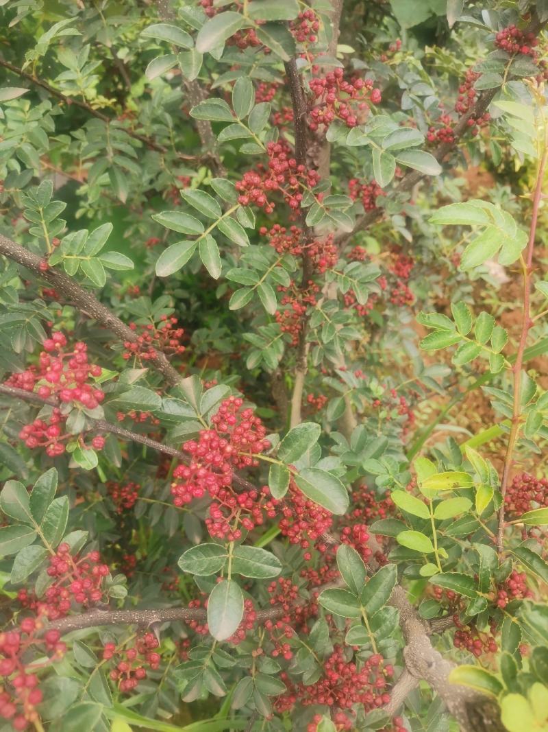 大红袍花椒苗，九月青。