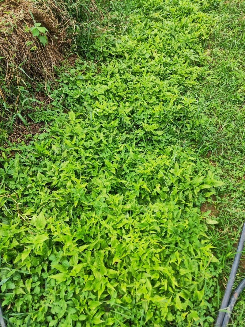 百部苗山地百部露天育苗