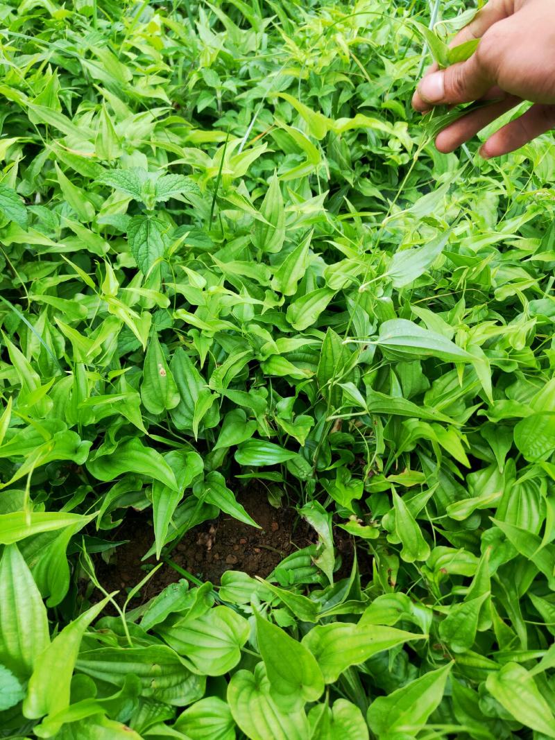 百部苗山地百部露天育苗