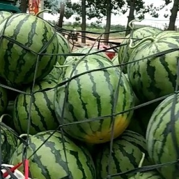 精品玉麒麟大量供应口感很好欢迎选购