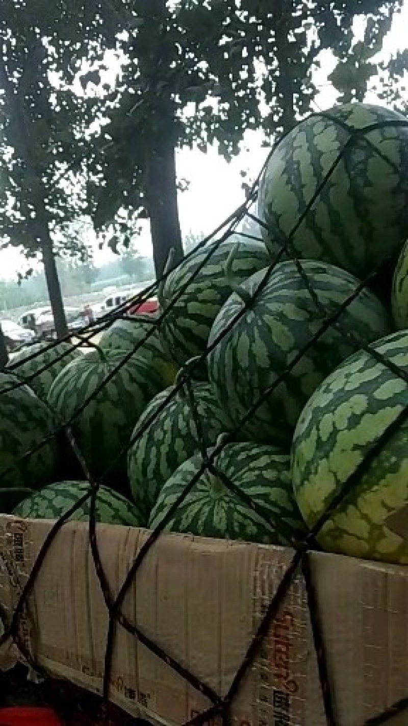 精品玉麒麟大量供应口感很好欢迎选购