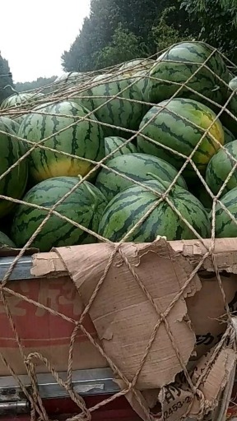 精品玉麒麟大量供应口感很好欢迎选购